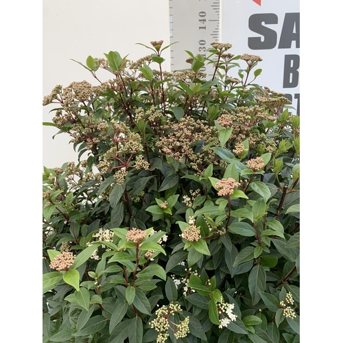 12 - ONE LARGE VIBURNUM TINUS OVER 130CM IN HEIGHT IN A 20 LTR POT PLUS VAT