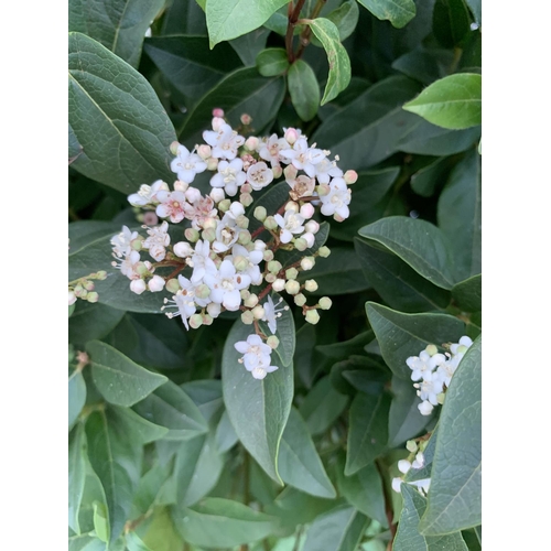 12 - ONE LARGE VIBURNUM TINUS OVER 130CM IN HEIGHT IN A 20 LTR POT PLUS VAT