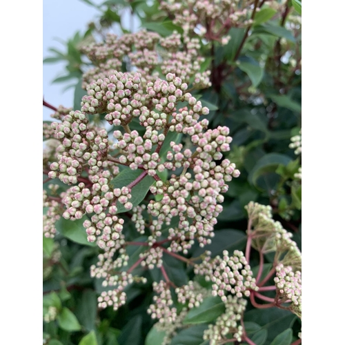 12 - ONE LARGE VIBURNUM TINUS OVER 130CM IN HEIGHT IN A 20 LTR POT PLUS VAT