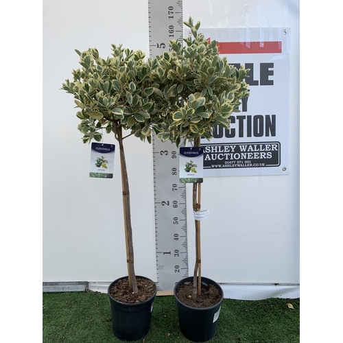 13 - TWO EUONYMUS STANDARD TREES OVER 150CM IN HEIGHT IN 7 LTR POTS PLUS VAT TO BE SOLD FOR THE PAIR