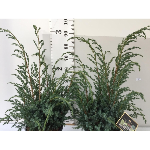 14 - TWO JUNIPERUS CHINENSIS BLUE ALPS IN 7 LTR POTS 110CM IN HEIGHT PLUS VAT TO BE SOLD FOR THE TWO