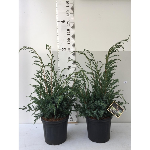 14 - TWO JUNIPERUS CHINENSIS BLUE ALPS IN 7 LTR POTS 110CM IN HEIGHT PLUS VAT TO BE SOLD FOR THE TWO