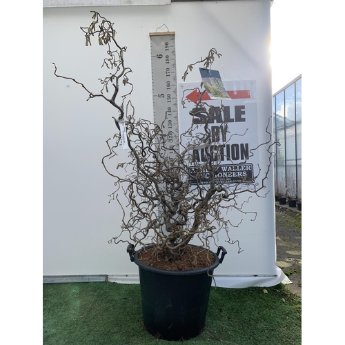 15 - ONE LARGE CORYLUS 'CONTORTA' TREE IN A 40 LTR POT OVER 2M IN HEIGHT PLUS VAT