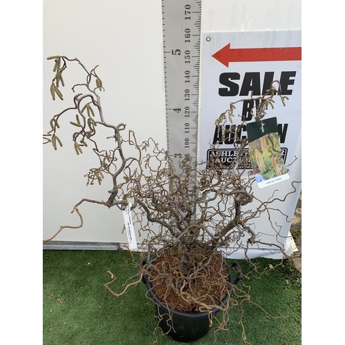 15 - ONE LARGE CORYLUS 'CONTORTA' TREE IN A 40 LTR POT OVER 2M IN HEIGHT PLUS VAT