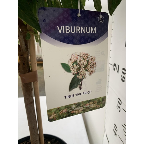 26 - ONE LARGE VIBURNUM TINUS 'EVE PRICE' STANDARD TREE IN A 10 LTR POT APPROX 125CM IN HEIGHT PLUS VAT