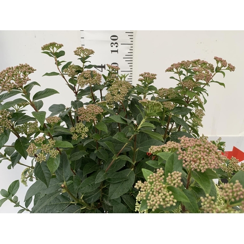 26 - ONE LARGE VIBURNUM TINUS 'EVE PRICE' STANDARD TREE IN A 10 LTR POT APPROX 125CM IN HEIGHT PLUS VAT