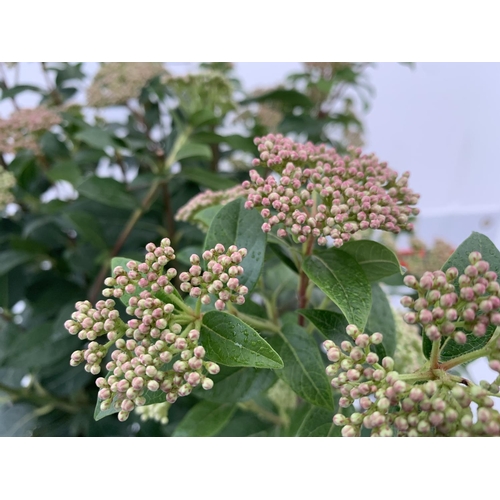 26 - ONE LARGE VIBURNUM TINUS 'EVE PRICE' STANDARD TREE IN A 10 LTR POT APPROX 125CM IN HEIGHT PLUS VAT