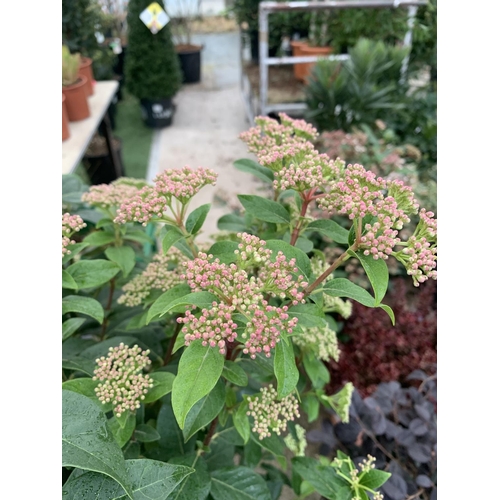 26 - ONE LARGE VIBURNUM TINUS 'EVE PRICE' STANDARD TREE IN A 10 LTR POT APPROX 125CM IN HEIGHT PLUS VAT