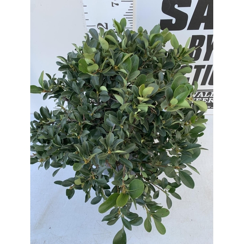 30 - ONE RHAPHIOLEPIS UMBELLATA BUSH APPROX 80CM IN HEIGHT IN A 15 LTR POT PLUS VAT