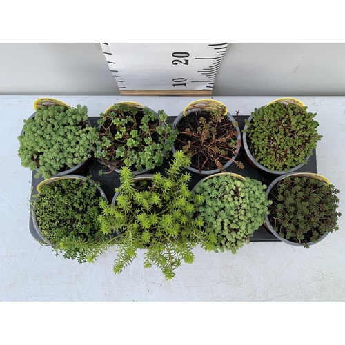 35 - ONE TRAY OF EIGHT MIXED VARIETIES OF SEDUM PLUS VAT TO BE SOLD FOR THE EIGHT