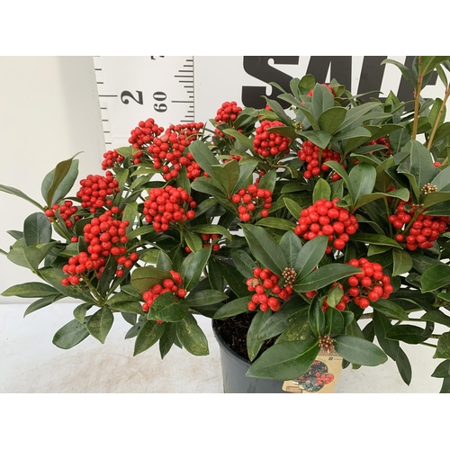 41 - ONE LARGE SKIMMIA JAPONICA 'PABELLA' PLANT IN 5 LTR POT APPROX 75CM IN HEIGHT PLUS VAT