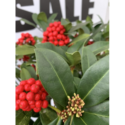 41 - ONE LARGE SKIMMIA JAPONICA 'PABELLA' PLANT IN 5 LTR POT APPROX 75CM IN HEIGHT PLUS VAT