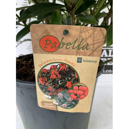 41 - ONE LARGE SKIMMIA JAPONICA 'PABELLA' PLANT IN 5 LTR POT APPROX 75CM IN HEIGHT PLUS VAT