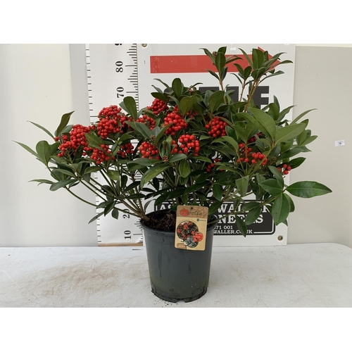 41 - ONE LARGE SKIMMIA JAPONICA 'PABELLA' PLANT IN 5 LTR POT APPROX 75CM IN HEIGHT PLUS VAT