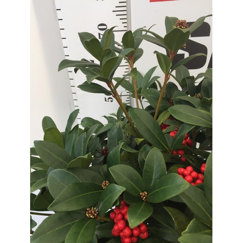 41 - ONE LARGE SKIMMIA JAPONICA 'PABELLA' PLANT IN 5 LTR POT APPROX 75CM IN HEIGHT PLUS VAT