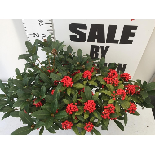 41 - ONE LARGE SKIMMIA JAPONICA 'PABELLA' PLANT IN 5 LTR POT APPROX 75CM IN HEIGHT PLUS VAT