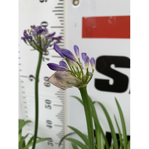 42 - TWO LARGE 'EVER SAPPHIRE' PURPLE AGAPANTHUS OVER 80CM IN 7 LTR POTS PLUS VAT TO BE SOLD FOR THE TWO