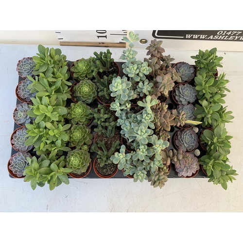 46 - TRAY OF 40 MIXED VARIETIES OF SUCCULENTS PLUS VAT TO BE SOLD FOR THE FORTY