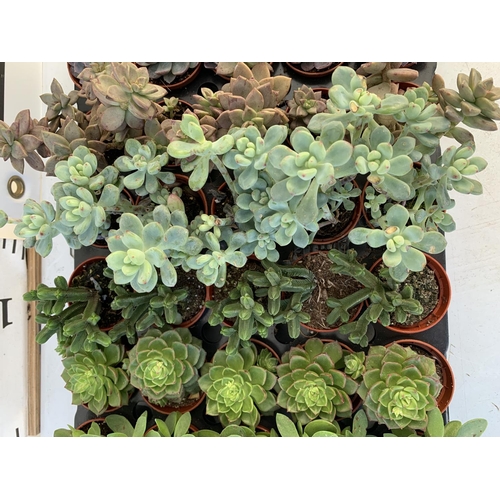 46 - TRAY OF 40 MIXED VARIETIES OF SUCCULENTS PLUS VAT TO BE SOLD FOR THE FORTY