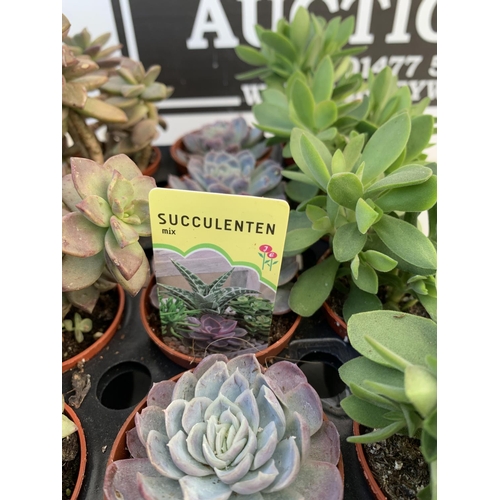 46 - TRAY OF 40 MIXED VARIETIES OF SUCCULENTS PLUS VAT TO BE SOLD FOR THE FORTY