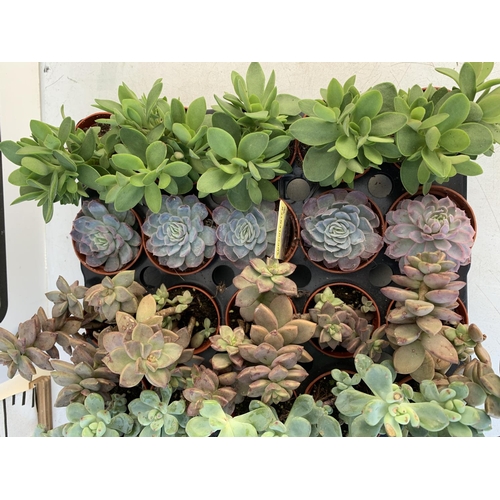 46 - TRAY OF 40 MIXED VARIETIES OF SUCCULENTS PLUS VAT TO BE SOLD FOR THE FORTY