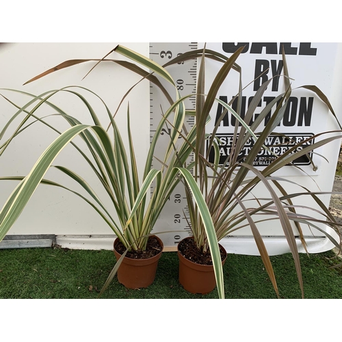 47 - TWO PHORMIUM TENAX PLANTS 'TRICOLOUR' AND 'TENAX' APPROX ONE METRE IN HEIGHT IN 3LTR POTS PLUS VAT T... 