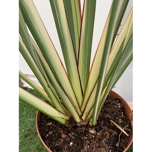 47 - TWO PHORMIUM TENAX PLANTS 'TRICOLOUR' AND 'TENAX' APPROX ONE METRE IN HEIGHT IN 3LTR POTS PLUS VAT T... 