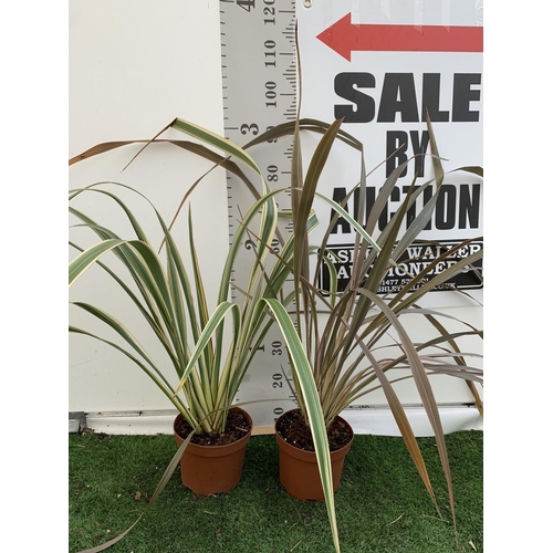 47 - TWO PHORMIUM TENAX PLANTS 'TRICOLOUR' AND 'TENAX' APPROX ONE METRE IN HEIGHT IN 3LTR POTS PLUS VAT T... 