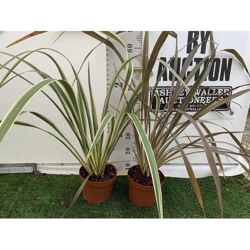 47 - TWO PHORMIUM TENAX PLANTS 'TRICOLOUR' AND 'TENAX' APPROX ONE METRE IN HEIGHT IN 3LTR POTS PLUS VAT T... 