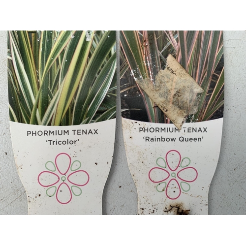 47 - TWO PHORMIUM TENAX PLANTS 'TRICOLOUR' AND 'TENAX' APPROX ONE METRE IN HEIGHT IN 3LTR POTS PLUS VAT T... 