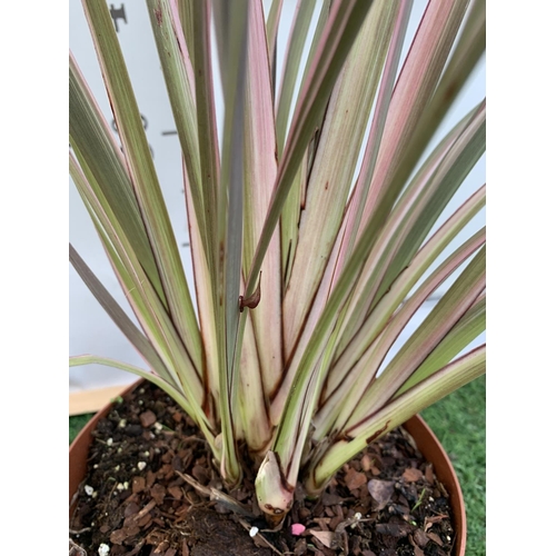 47 - TWO PHORMIUM TENAX PLANTS 'TRICOLOUR' AND 'TENAX' APPROX ONE METRE IN HEIGHT IN 3LTR POTS PLUS VAT T... 