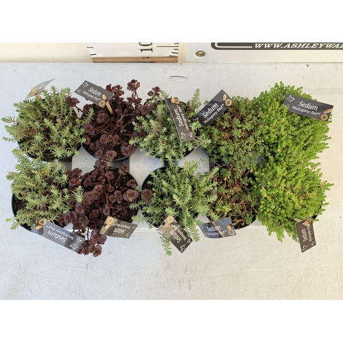 51 - ONE TRAY OF TEN VARIOUS SEDUMS 'MAHOGANY RED' PLUS VAT TO BE SOLD FOR THE TEN