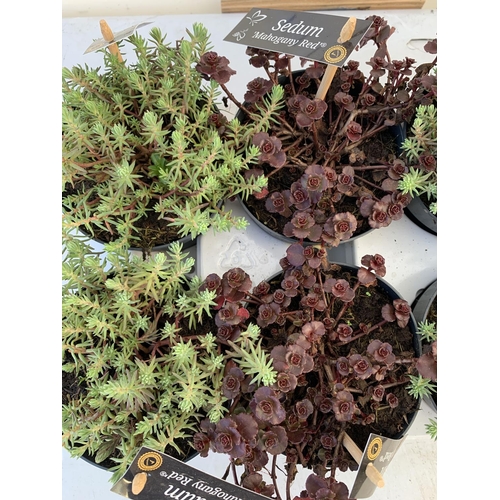 51 - ONE TRAY OF TEN VARIOUS SEDUMS 'MAHOGANY RED' PLUS VAT TO BE SOLD FOR THE TEN