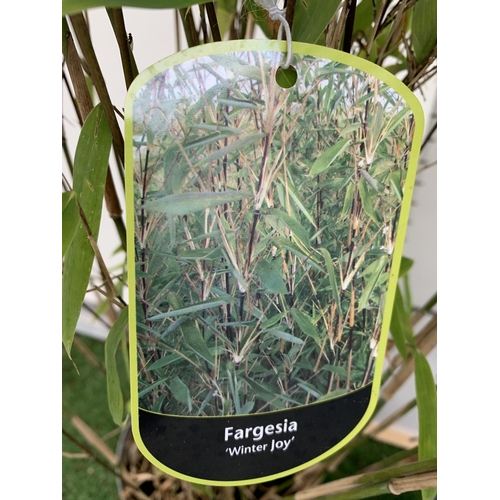 52 - TWO FARGESIA BAMBOO PLANTS 'WINTER JOY' APPROX 180CM IN HEIGHT PLUS VAT TO BE SOLD FOR THE TWO