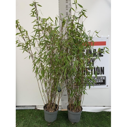 52 - TWO FARGESIA BAMBOO PLANTS 'WINTER JOY' APPROX 180CM IN HEIGHT PLUS VAT TO BE SOLD FOR THE TWO