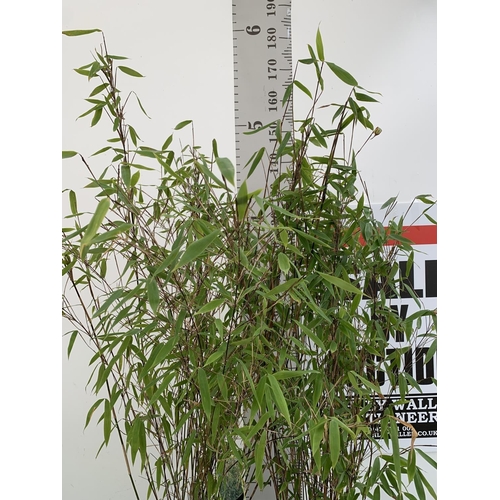 52 - TWO FARGESIA BAMBOO PLANTS 'WINTER JOY' APPROX 180CM IN HEIGHT PLUS VAT TO BE SOLD FOR THE TWO