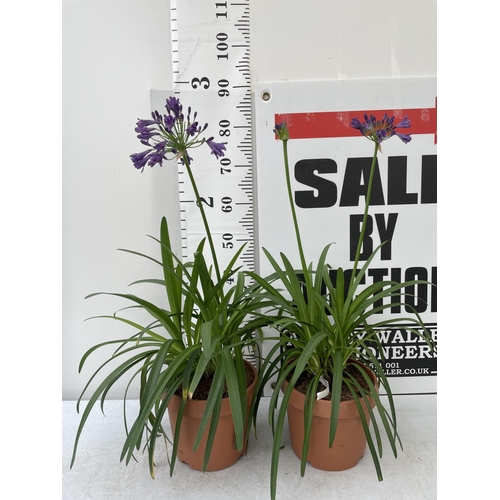 74 - TWO LARGE AGAPANTHUS POPPIN PURPLE OVER 80CM TALL IN FIVE LTR POTS TO BE SOLD FOR THE TWO + VAT