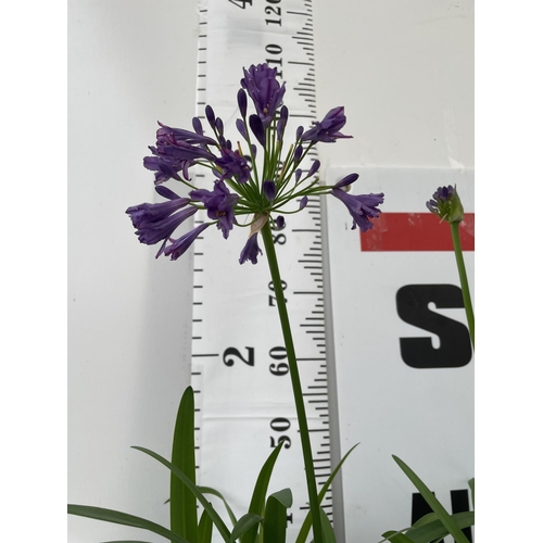 74 - TWO LARGE AGAPANTHUS POPPIN PURPLE OVER 80CM TALL IN FIVE LTR POTS TO BE SOLD FOR THE TWO + VAT