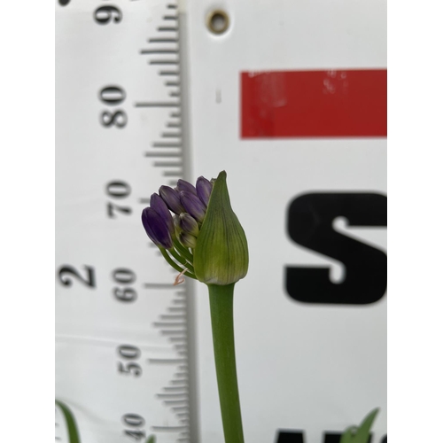 74 - TWO LARGE AGAPANTHUS POPPIN PURPLE OVER 80CM TALL IN FIVE LTR POTS TO BE SOLD FOR THE TWO + VAT