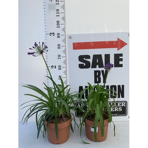 75 - TWO LARGE AGAPANTHUS POPPIN PURPLE OVER 80CM TALL IN 5 LTR POTS TO BE SOLD FOR THE TWO + VAT