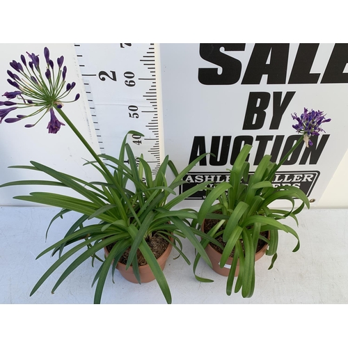 75 - TWO LARGE AGAPANTHUS POPPIN PURPLE OVER 80CM TALL IN 5 LTR POTS TO BE SOLD FOR THE TWO + VAT