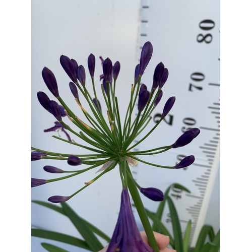 75 - TWO LARGE AGAPANTHUS POPPIN PURPLE OVER 80CM TALL IN 5 LTR POTS TO BE SOLD FOR THE TWO + VAT