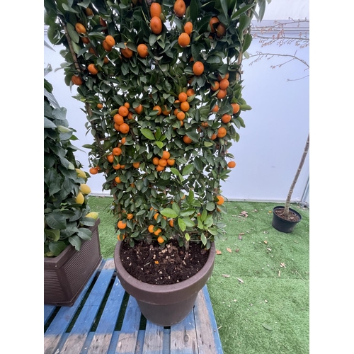 76 - A LARGE CITRUS CALAMONDIN ORANGE TREE WITH FRUIT ON A TRELLIS FRAME 180CM TALL IN A 40 LITRE POT NO ... 