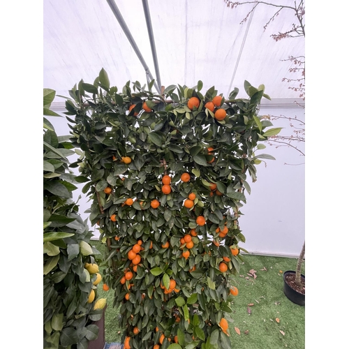 76 - A LARGE CITRUS CALAMONDIN ORANGE TREE WITH FRUIT ON A TRELLIS FRAME 180CM TALL IN A 40 LITRE POT NO ... 