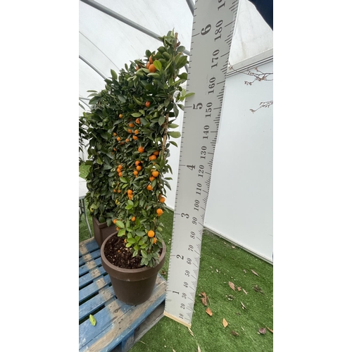 76 - A LARGE CITRUS CALAMONDIN ORANGE TREE WITH FRUIT ON A TRELLIS FRAME 180CM TALL IN A 40 LITRE POT NO ... 