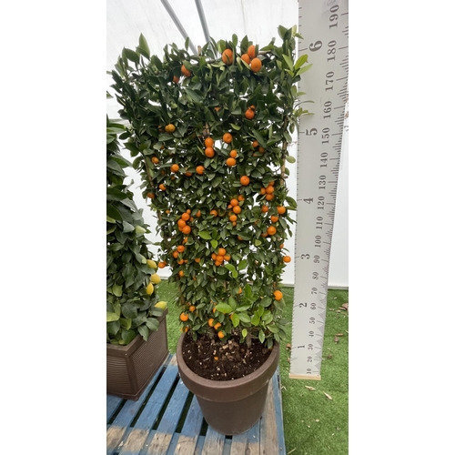 76 - A LARGE CITRUS CALAMONDIN ORANGE TREE WITH FRUIT ON A TRELLIS FRAME 180CM TALL IN A 40 LITRE POT NO ... 