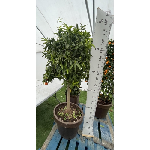 77 - A LARGE STANDARD CLEMENTINE TREE WITH FRUIT OVER 180CM TALL IN A 40 LITRE POT NO VAT