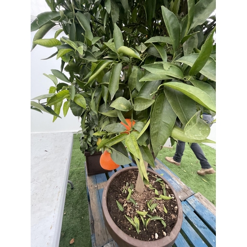 77 - A LARGE STANDARD CLEMENTINE TREE WITH FRUIT OVER 180CM TALL IN A 40 LITRE POT NO VAT