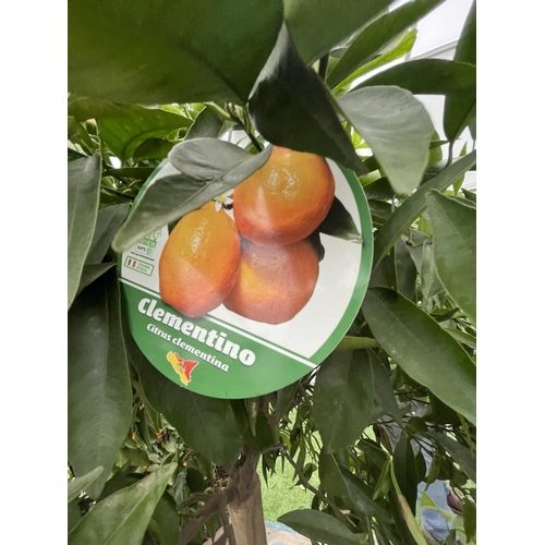 77 - A LARGE STANDARD CLEMENTINE TREE WITH FRUIT OVER 180CM TALL IN A 40 LITRE POT NO VAT