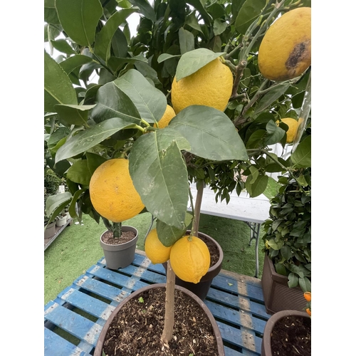 78 - A LARGE STANDARD LEMON TREE WITH FRUIT OVER 180CM TALL IN A 4O LITRE POT NO VAT